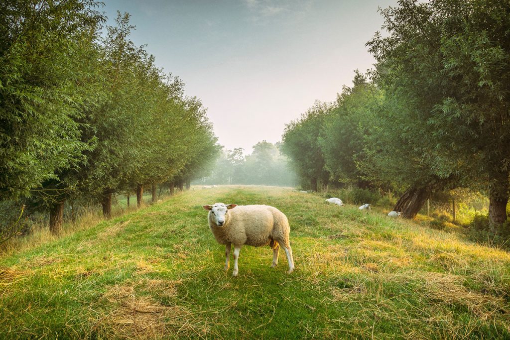 Beautiful sheep in a forest