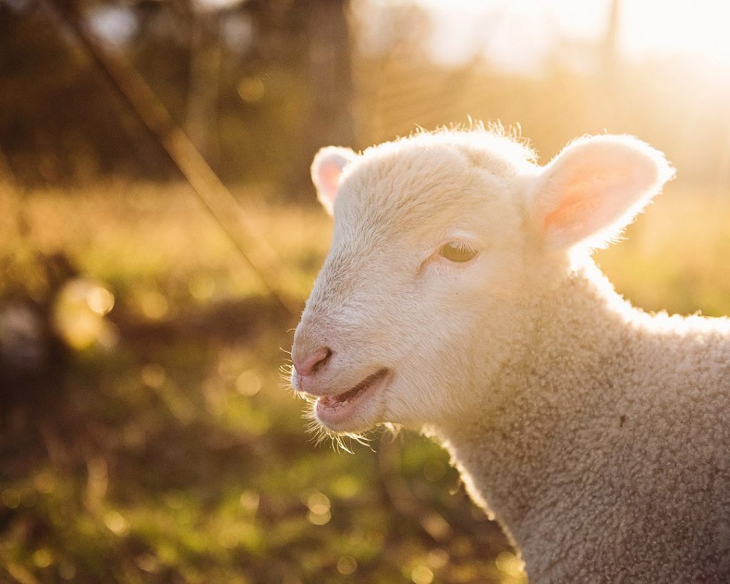 Busted Five Myth about Wool - baby lamb