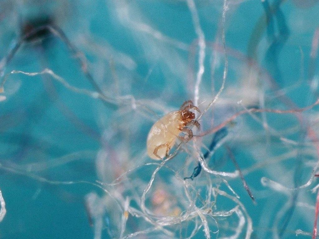 Busted-Five-Myths-about-Wool-dust-mites