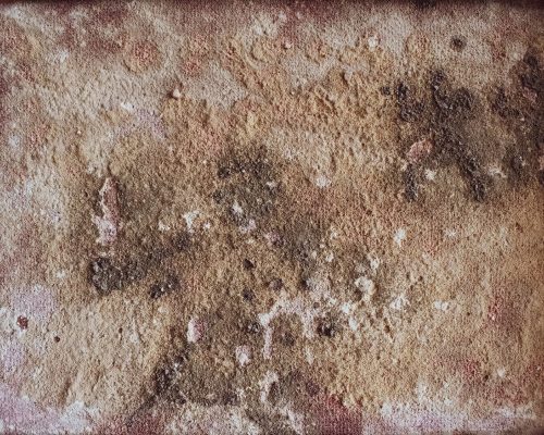 Home of Wool All-natural Ways to Prevent Mildew & Kill Mold at Home
