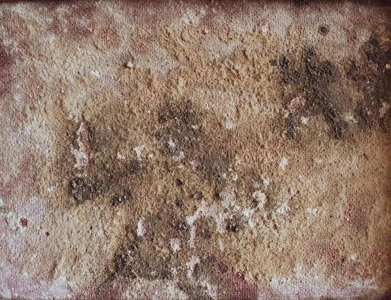 Home of Wool All-natural Ways to Prevent Mildew & Kill Mold at Home