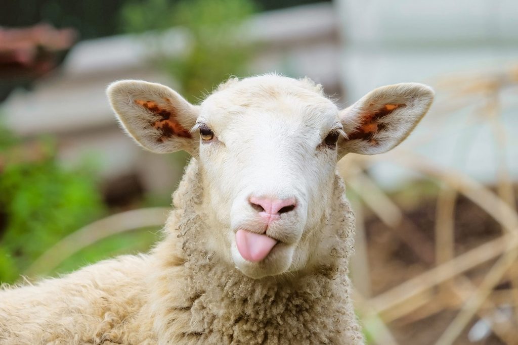 Home of Wool The Curious Uses of Wool - sheep