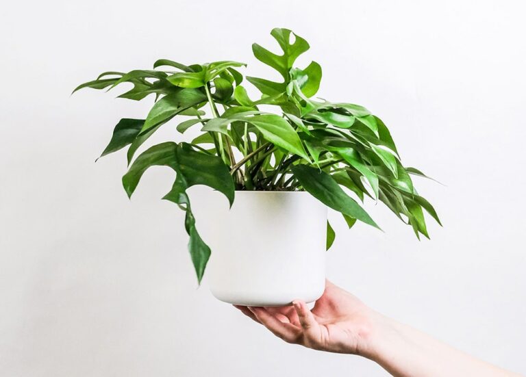 Top Houseplants for Good Nights Sleep