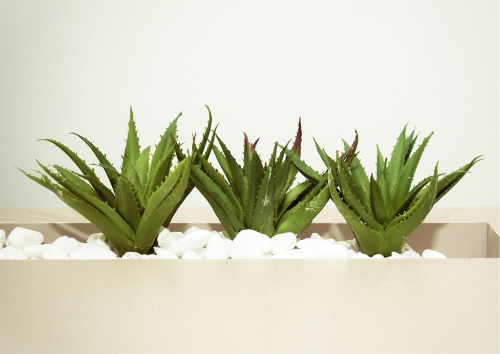 3 aloe vera plants with white stones