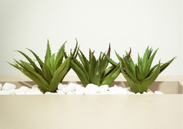 3 aloe vera plants with white stones