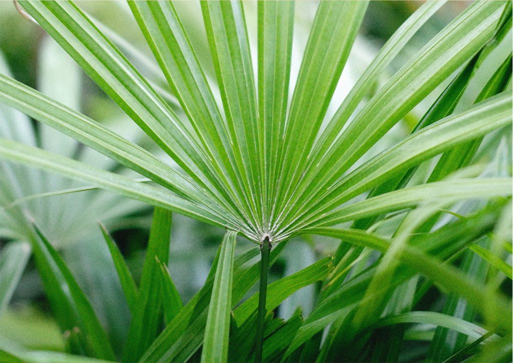 lady palm