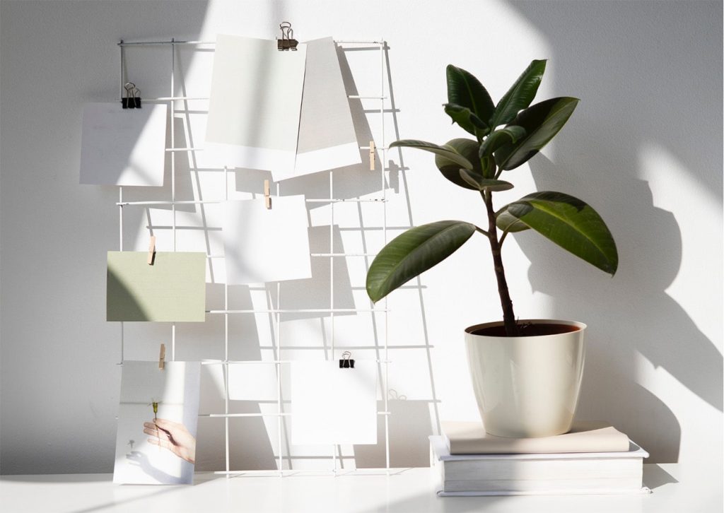 rubber plant on a desk