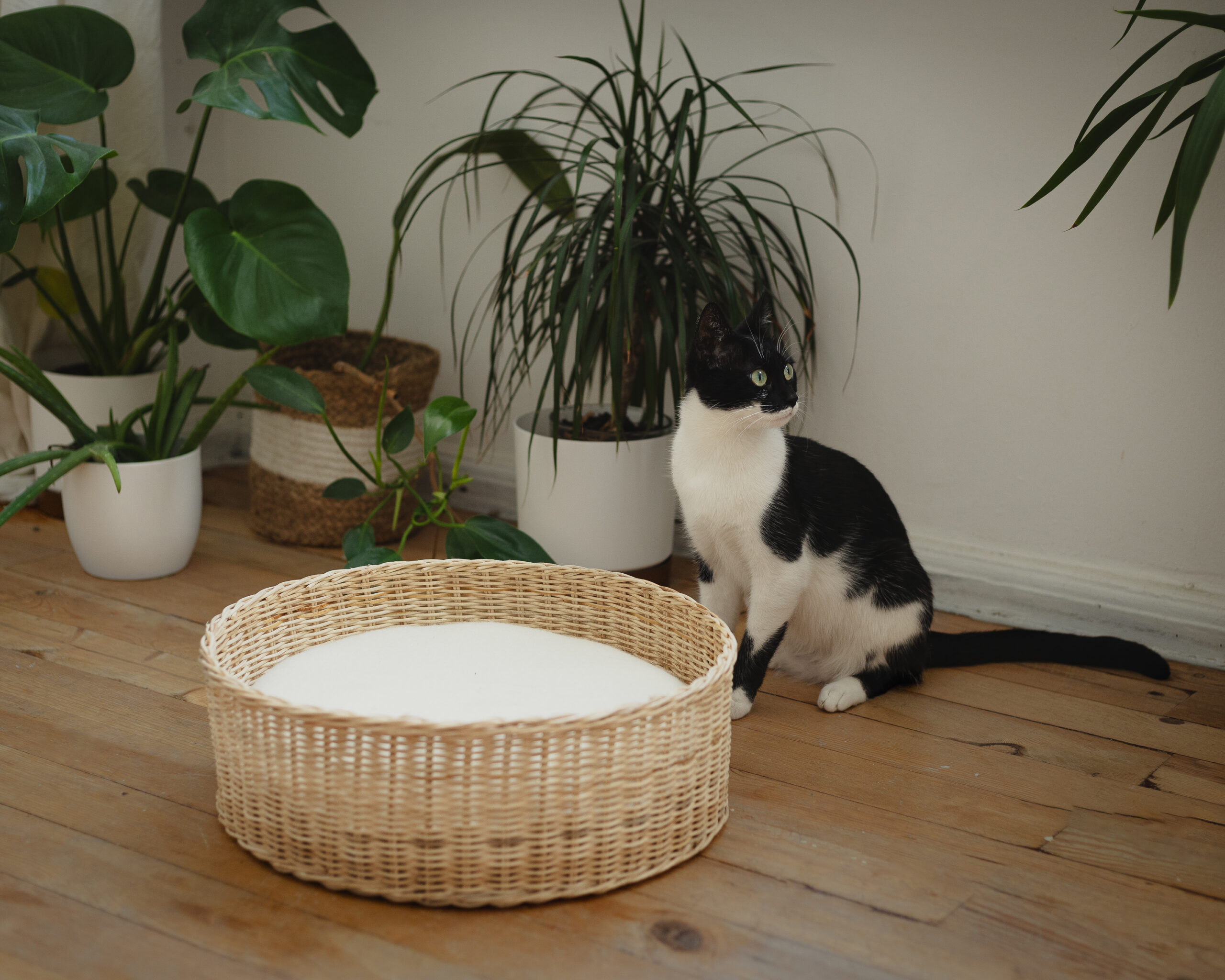 The Best Dog Mattress or Cat Pillow? It’s Wool-Filled and Naturally Hypoallergenic